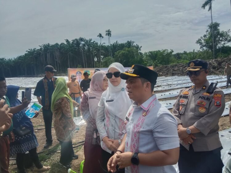 Dorang Ketapang dan Stabilitas Harga Pangan Kabupaten Palas, Bupati Bersama Ketua TP PKK Tanam Cabe Merah Perdana