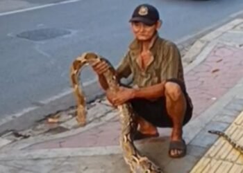 Viral Seorang Kakek di Jaktim Bentangkan Ular Piton di Trotoar, Kenapa?