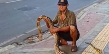Viral Seorang Kakek di Jaktim Bentangkan Ular Piton di Trotoar, Kenapa? 