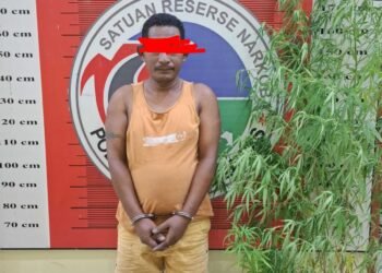 Tanam Ganja di Pekarangan Belakang Rumah, Seorang Pria Diamankan Satresnarkoba Polres Palas