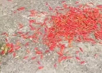 Viral! Petani di Kapuas Taburkan Hasil Panen Cabai di Jalan: Protes Harga Jual yang Anjlok