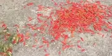 Viral! Petani di Kapuas Taburkan Hasil Panen Cabai di Jalan: Protes Harga Jual yang Anjlok