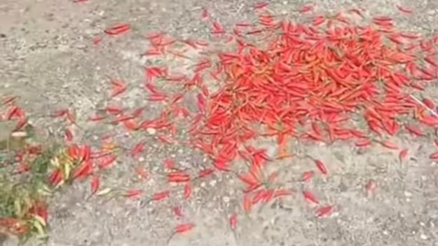 Viral! Petani di Kapuas Taburkan Hasil Panen Cabai di Jalan: Protes Harga Jual yang Anjlok