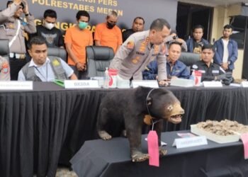 Polrestabes Medan Ungkap Penjualan Beruang Madu dan Sisik Trenggiling