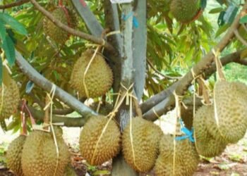 Malaysia Klaim Durian Sebagai Identitas Nasional, Menko Zulhas Bilang Begini!