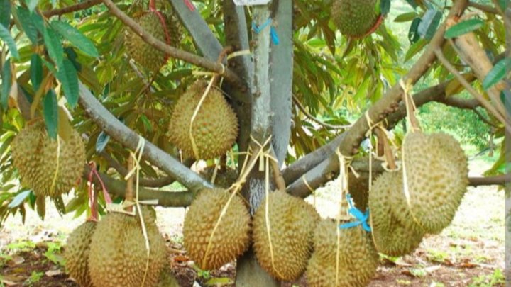 Malaysia Klaim Durian Sebagai Identitas Nasional, Menko Zulhas Bilang Begini!