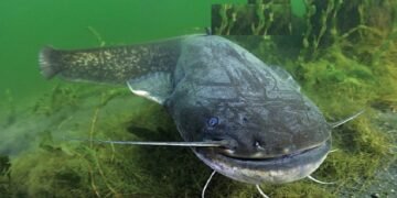 Rekor Dunia! Pemancing Polandia Berhasil Dapatkan Lele Raksasa Hampir 3 Meter 