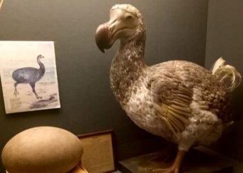 Terungkap! Burung Dodo Bukan Punah Karena Bodoh, Tapi Ulah Manusia