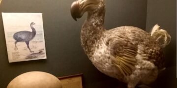 Terungkap! Burung Dodo Bukan Punah Karena Bodoh, Tapi Ulah Manusia