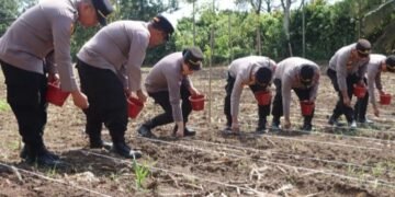 Dukung Swasembada Pangan, Polres Tanah Karo Tanam Jagung Serentak 