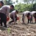 Dukung Swasembada Pangan, Polres Tanah Karo Tanam Jagung Serentak 