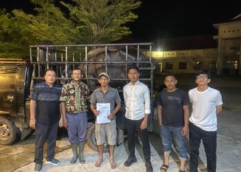 Curi Kerbau, Pria di Palas Diringkus Warga dan Polisi, Pelaku Diamankan di Sat Reskrim Polres