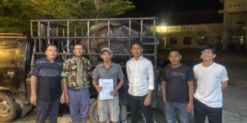 Curi Kerbau, Pria di Palas Diringkus Warga dan Polisi, Pelaku Diamankan di Sat Reskrim Polres
