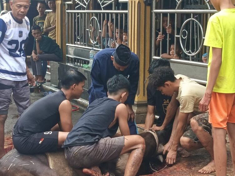 Sembelih 7 Sapi dan 1 Kambing, Kurban di Masjid Daarul Asjaad Lancar