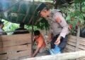 Polsek Batunadua Bersama Warga Bongkar Gubuk  Lokasi Penyalahgunaan Narkoba 