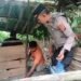 Polsek Batunadua Bersama Warga Bongkar Gubuk  Lokasi Penyalahgunaan Narkoba 