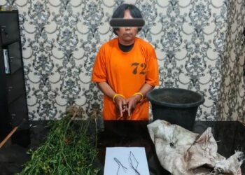 Tanam Ganja di Rawa Hingga Rumah, Petani di Naman Teran Dibekuk Polisi