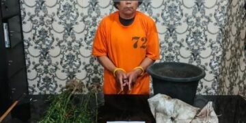 Tanam Ganja di Rawa Hingga Rumah, Petani di Naman Teran Dibekuk Polisi
