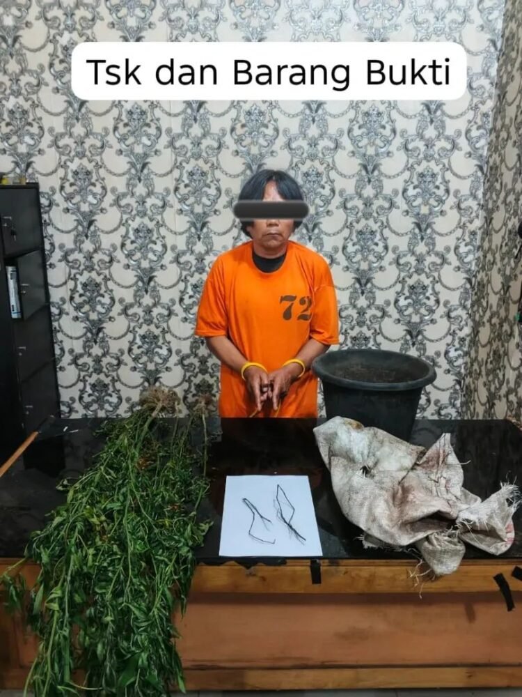 Tanam Ganja di Rawa Hingga Rumah, Petani di Naman Teran Dibekuk Polisi