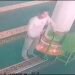Maling Kotak Infaq Masjid Taqwa Muhammadiyah Terekam CCTV