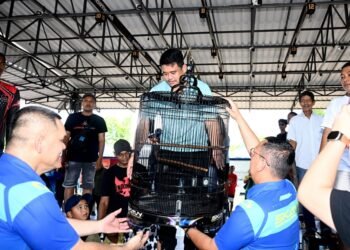 Buka Kontes Burung Berkicau, Bobby Nasution Dorong Sumut Jadi Pusat Kicau Mania Nasional