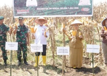 Plt. Bupati Tiorita Pimpin Panen Raya Jagung, Perkuat Swasembada Pangan di Langkat