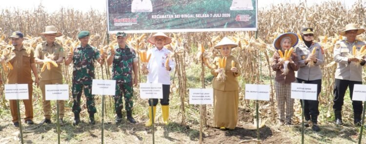 Plt. Bupati Tiorita Pimpin Panen Raya Jagung, Perkuat Swasembada Pangan di Langkat