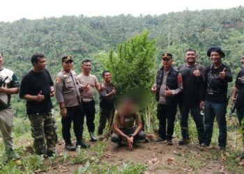 Polsek Kuala Amankan Ladang Ganja di Desa Garunggang dan Satu Pelaku