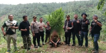 Polsek Kuala Amankan Ladang Ganja di Desa Garunggang dan Satu Pelaku