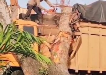 Pohon Tumbang Timpa Truk di Desa Pematang Tengah