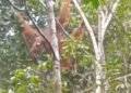 GJI dan LPHD Permata Hijau Temukan Titik Sarang Orang Utan Tapanuli di Penyanggah Gunung Lubuk Raya