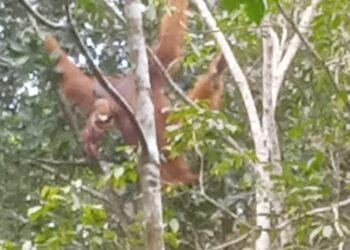 GJI dan LPHD Permata Hijau Temukan Titik Sarang Orang Utan Tapanuli di Penyanggah Gunung Lubuk Raya