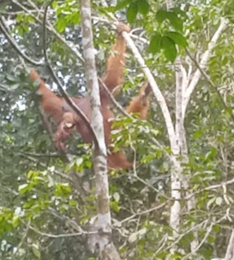 GJI dan LPHD Permata Hijau Temukan Titik Sarang Orang Utan Tapanuli di Penyanggah Gunung Lubuk Raya