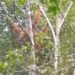 GJI dan LPHD Permata Hijau Temukan Titik Sarang Orang Utan Tapanuli di Penyanggah Gunung Lubuk Raya