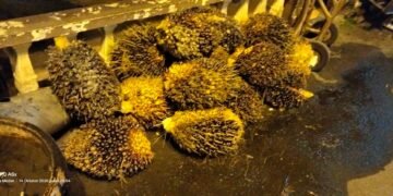 Maling Sawit di Perkebunan Sei Semayang Ditangkap Polsek Medan Sunggal