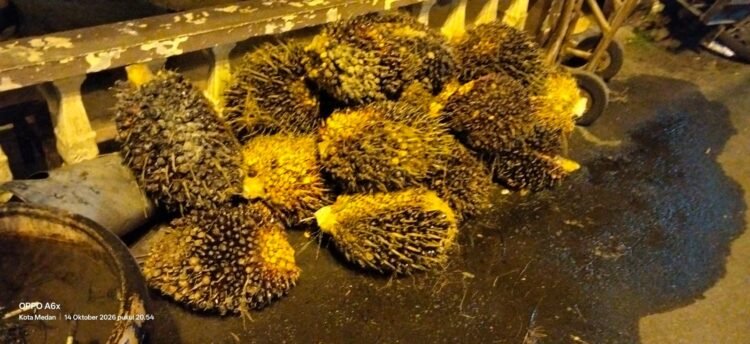Maling Sawit di Perkebunan Sei Semayang Ditangkap Polsek Medan Sunggal