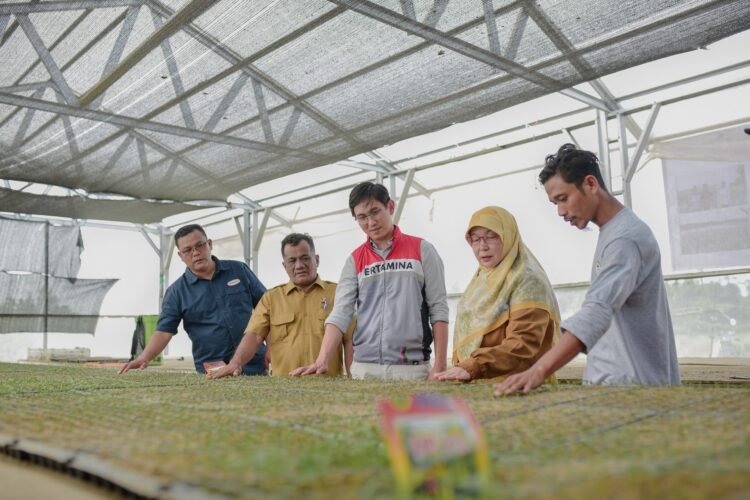 Pulih Pasca Banjir, Kelompok Tani Pertamina EP Rantau Panen Cabai