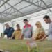 Pulih Pasca Banjir, Kelompok Tani Pertamina EP Rantau Panen Cabai